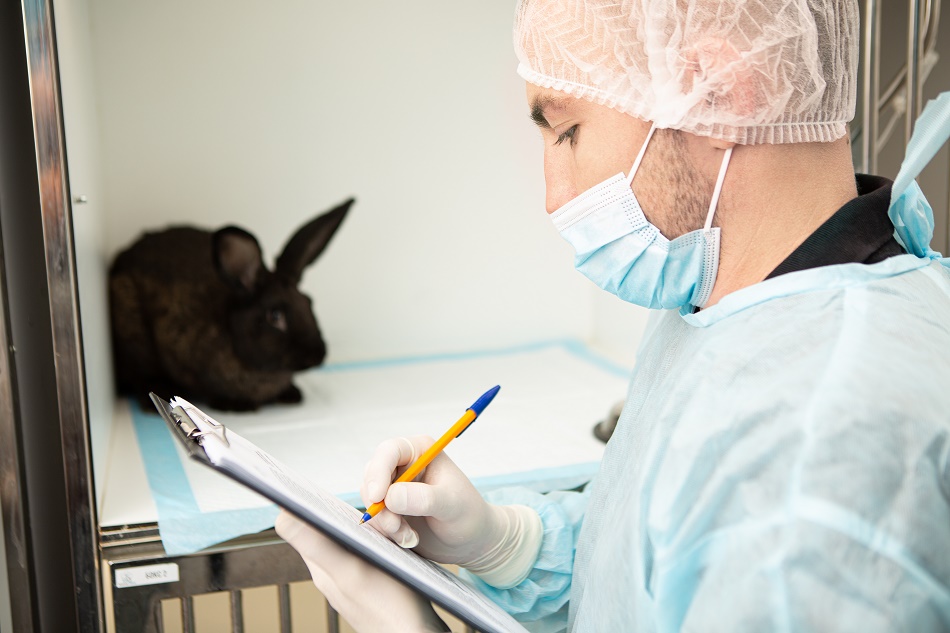 Що таке дентальна корекція гризунам і кроликам?