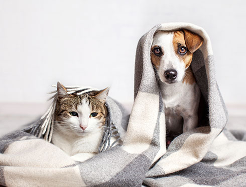 Як на котів та собак впливають перепади температури?
