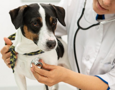 Заболевание щитовидной железы у собак и кошек