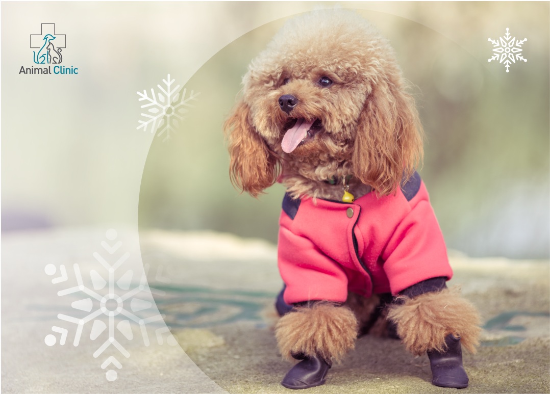 Як захистити лапи тварин від солі, ожеледиці та реагентів