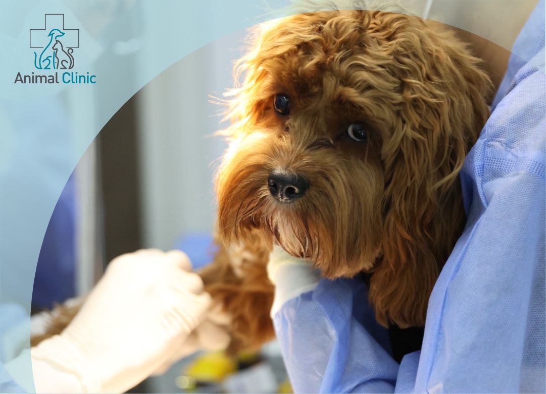 ПРОЦЕС ПІДГОТОВКИ ТВАРИНИ ДО ОПЕРАЦІЇ