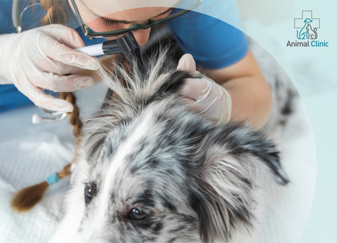 Весенняя аллергия у собак и кошек: как отличить от паразитов?