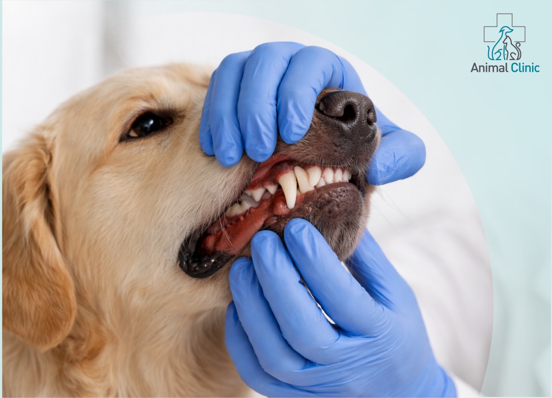 Почему после зимы обостряются стоматологические проблемы?