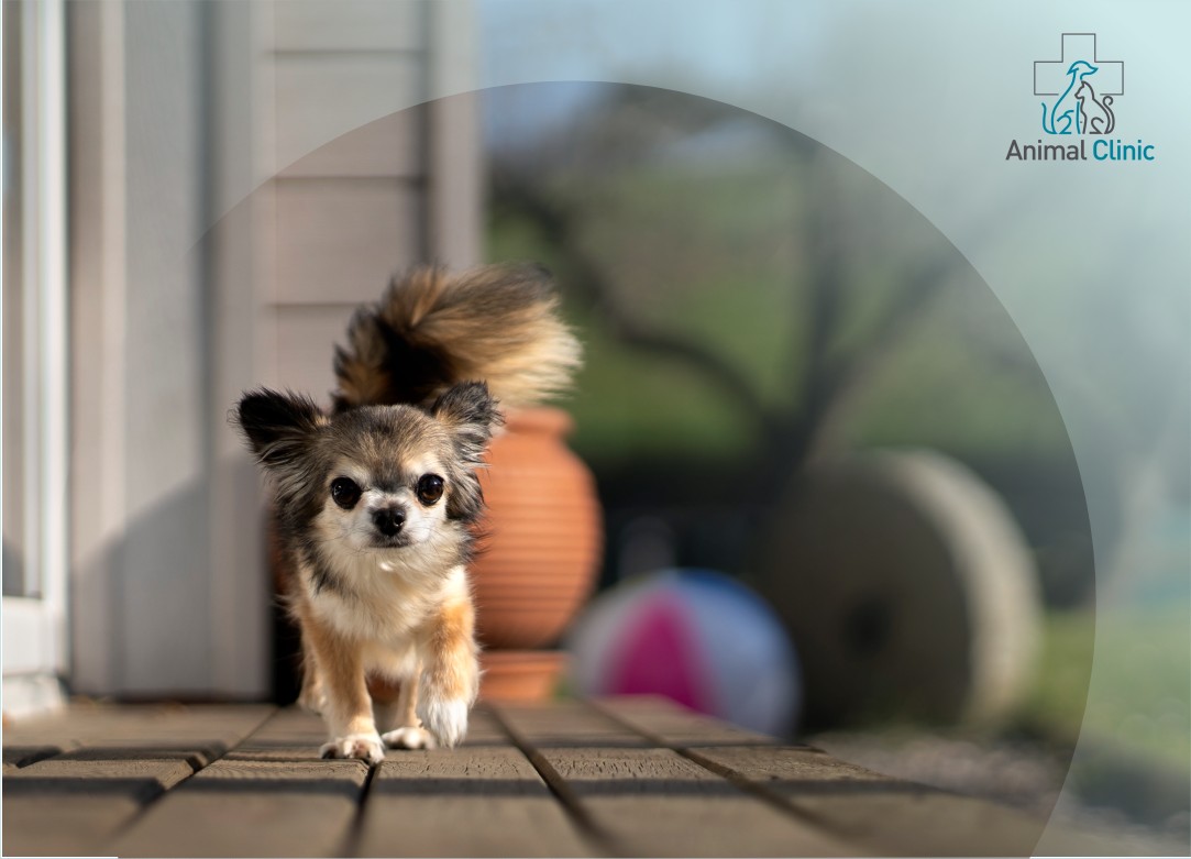 Чем переезд в загородный дом опасен для животных?