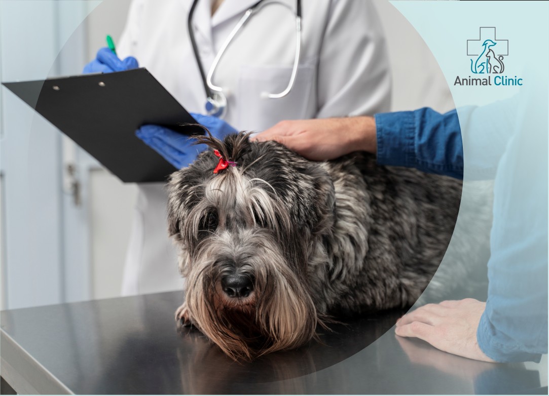 Complications During Pregnancy in Animals