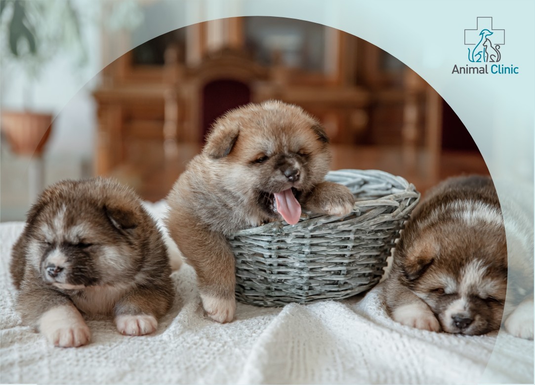Breeding Planning: Consultation with a Veterinary Reproduction Specialist