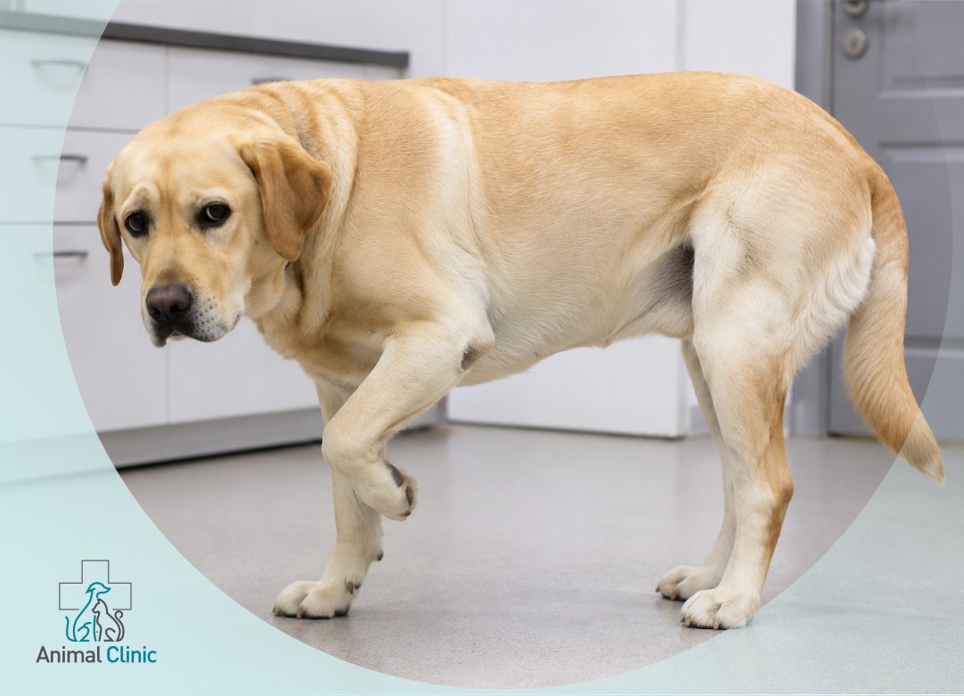 Why Is My Dog Limping? Possible Causes