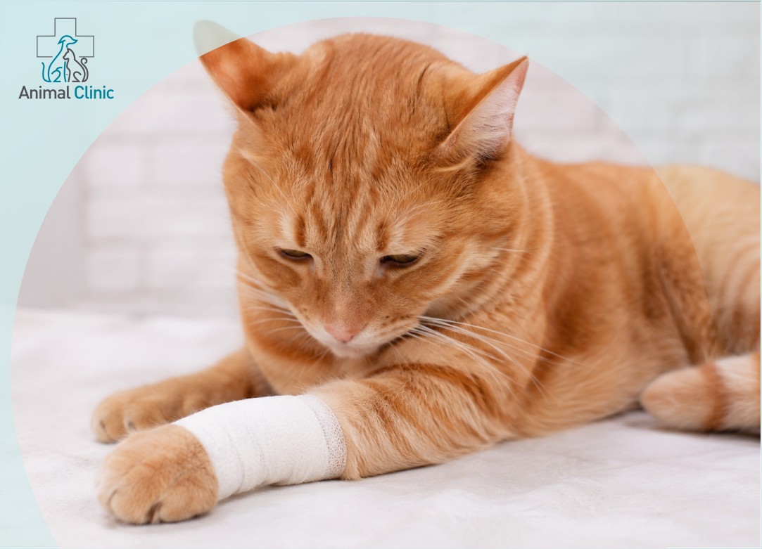Dislocations in Dogs and Cats: How to Recognize Them and What to Do