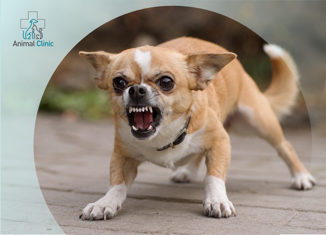 Dog Aggression: How to Tell Fear from Dominance and When to Seek Help from a Canine Behaviorist