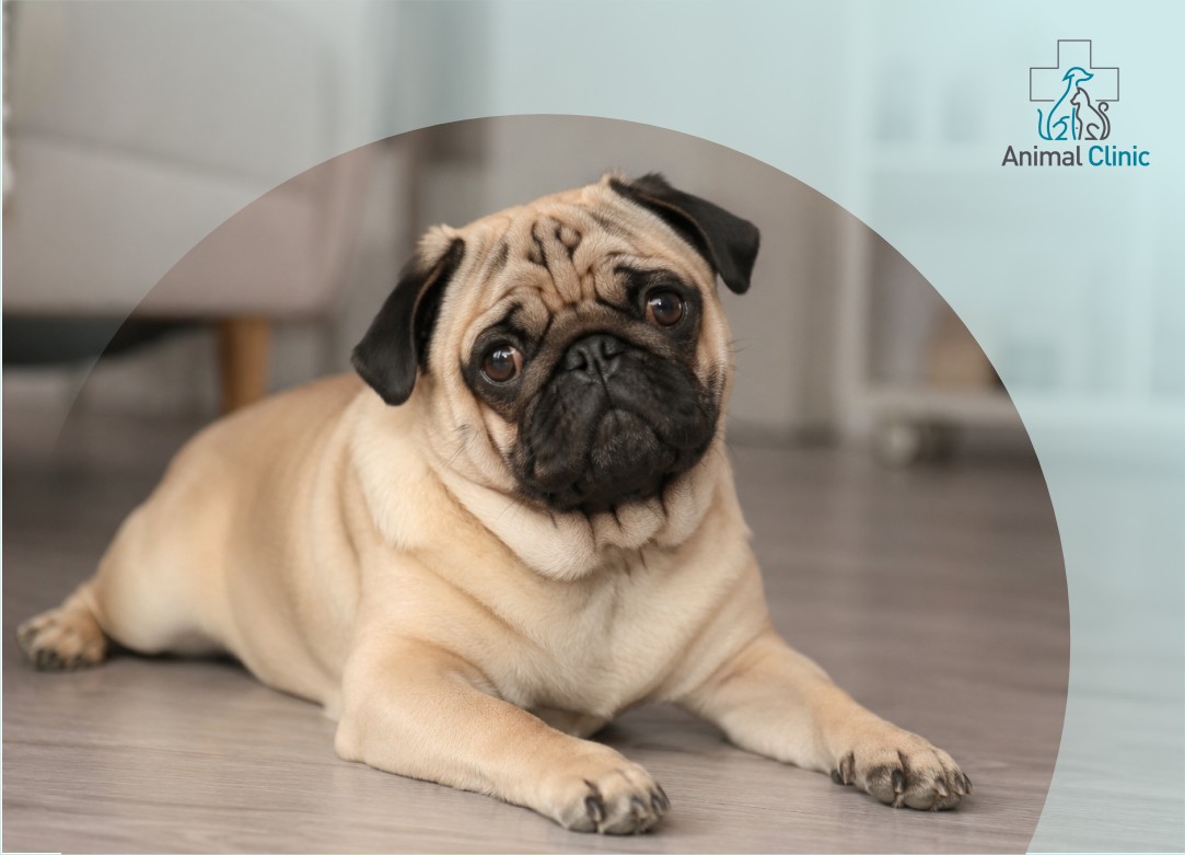 Brachycephalic Syndrome: Why Pugs, French Bulldogs, and Shih Tzus Snort, Snore, and Struggle to Breathe