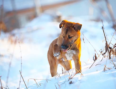 Уход за подушечками собачьих лап во время первых заморозков