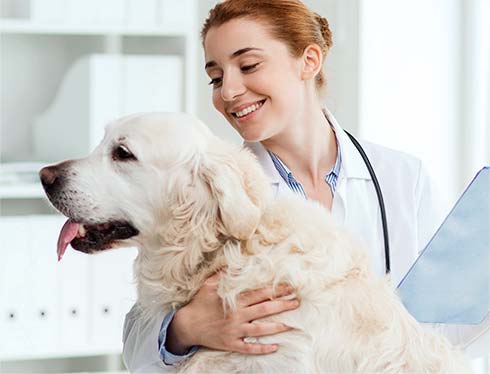 Animal Clinic — мережа ветеринарних центрів у Києві та Київській області