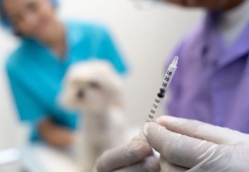 5 часто задаваемых вопросов о вакцинации животных