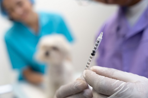 Вакцинація собак та котів: календар щеплень 