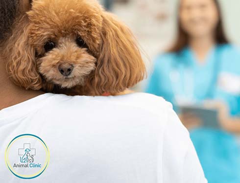 Остеохондроз у собак: симптомы, диагностика, лечение. Ветклиника в Киеве