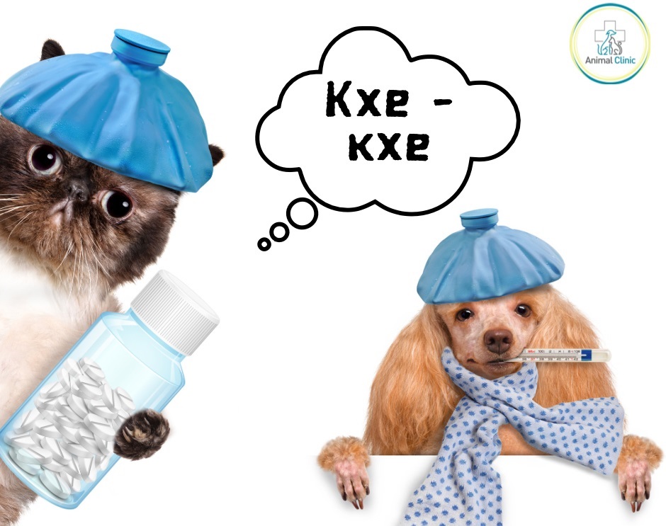 Чому собаки та коти кашляють?