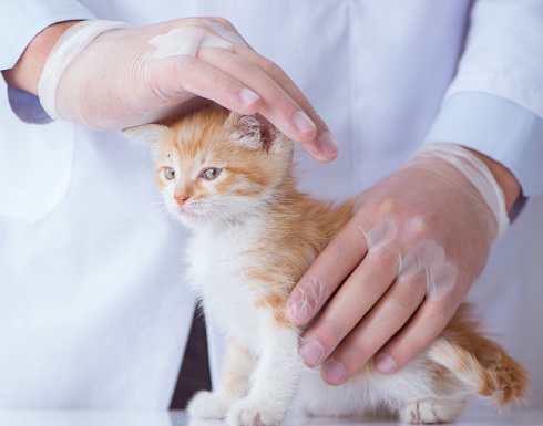 Захворювання нижніх сечових шляхів у кішок: нові погляди