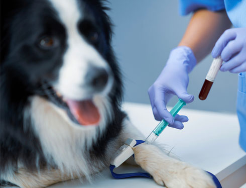 В филиалах Animal Clinic внедрено переливание крови животным