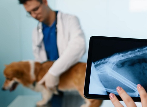 Что делать, если хромает собака: когда делать операцию рекомендует ветеринар-ортопед?