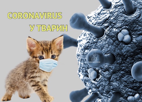 Коронавірус: у яких тварин буває, симптоми, лікування та профілактика