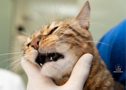Зубной камень у собаки, кота: почему появляется и что делает ветеринар-стоматолог для удаления окаменевшего налёта?