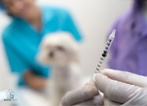 Вакцинація тварин: мета та особливості процедури