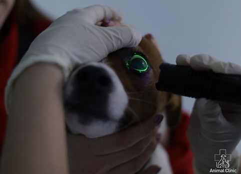Проблемы с глазом у животного: какие бывают причины и симптомы, как помочь питомцу