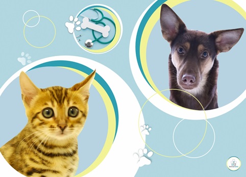 Что такое вирусный стационар для домашних животных?