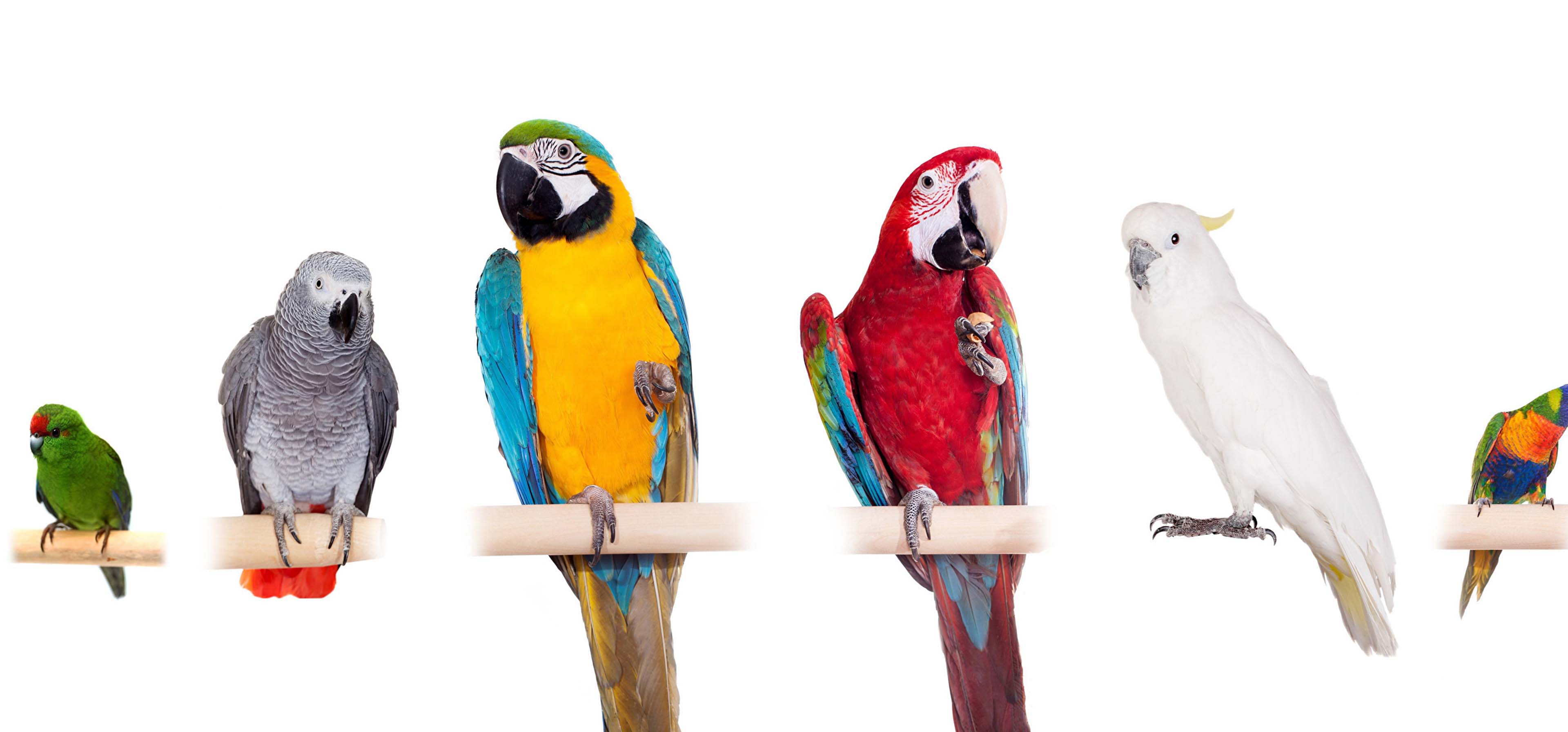 Эволюция попугаев