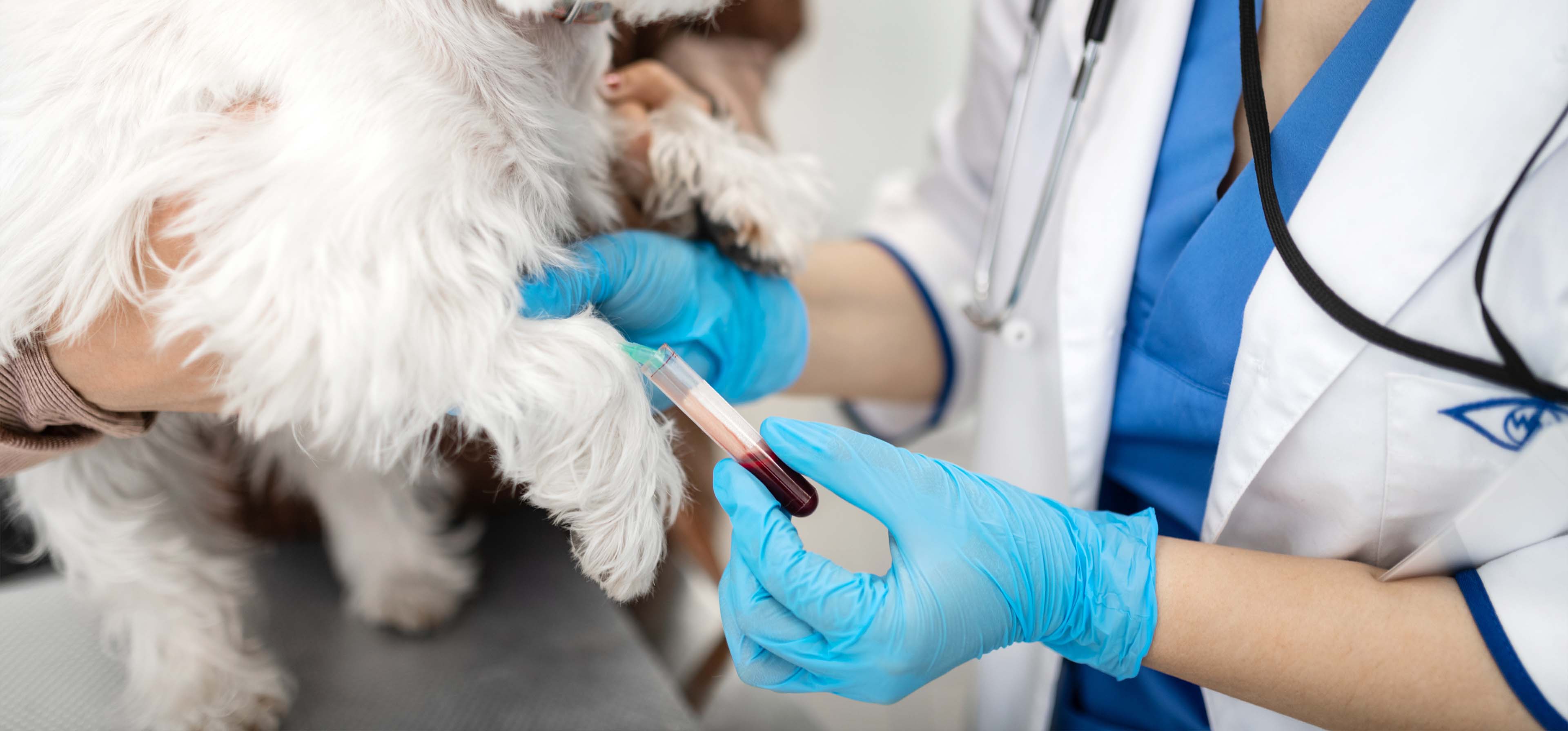 Клиническое исследование животных. Судебная ветеринарная экспертиза животных. Животные инвалиды. Лекарства ветеринария. Исследование ветеринарного препарата.